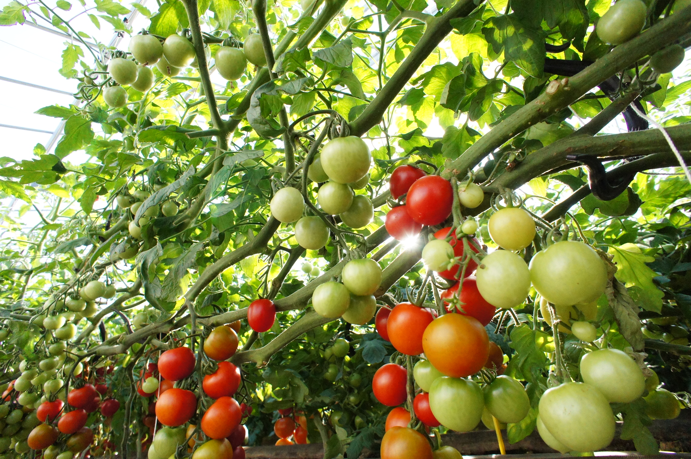 TOMIKAWA GREEN FARM